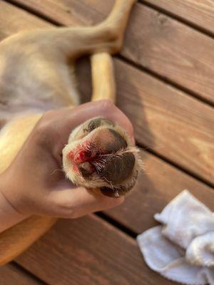 Dog nail bleeding because it was cut too short by Dog Gone Beautiful.