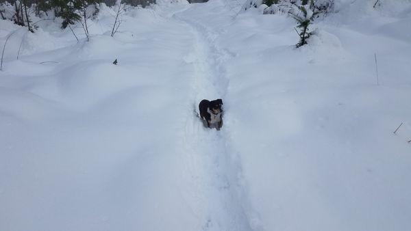 He sometimes dives into a snow bank and I lose him for awhile.