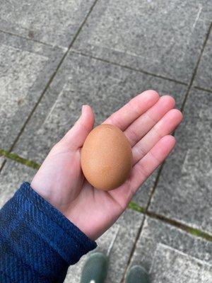 Egg