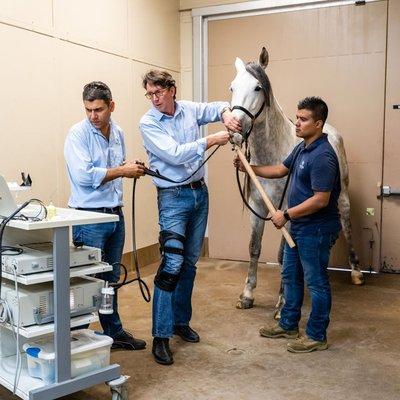 Dr. Martin Vidal and Dr. Fabio Aristizabal evaluating horse