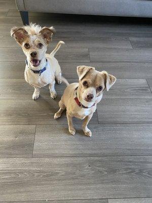 Scruffy and Rascal feeling super handsome