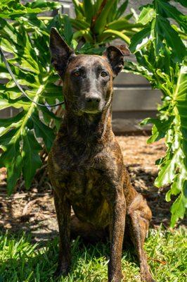 Exo is a sweet Dutch shepherd who comes to us for boarding and regular adventures.