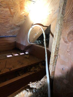 Electrical damage caused by squirrels in attic in Wesley Chapel, NC