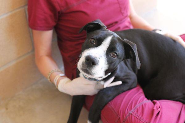 Veterinarian & Medical Director, Dr. Tobaben with an adoptable dog