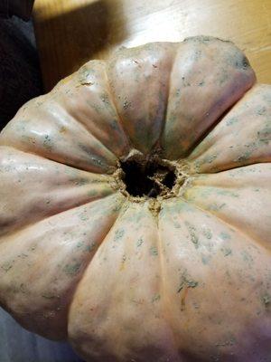 Bottom of pumpkin rotten