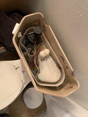 This is the mold in the toilet after I added cleaner.