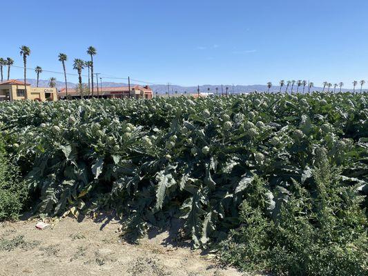 Artichokes growing now in April