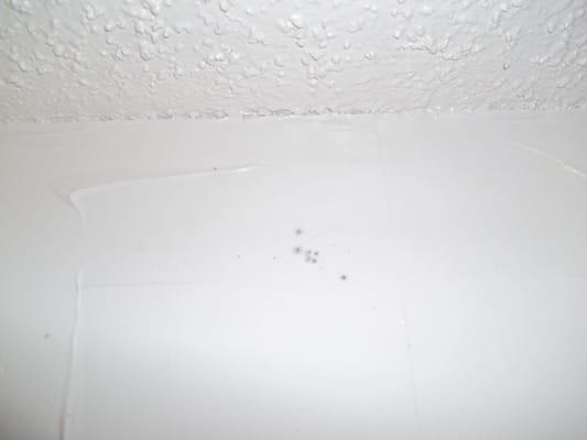 Mold growing on a bathroom wall in apartment 523