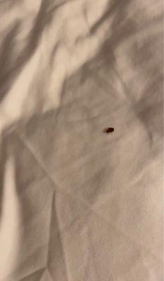 Bed bug