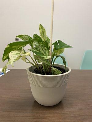 Apology plant, which now sits in my office at my workplace.