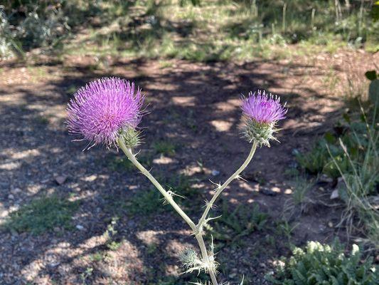 Plume Thistle