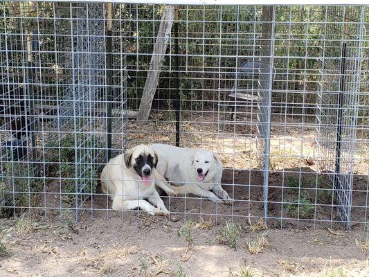 Roxy & Coco hiding in the shade