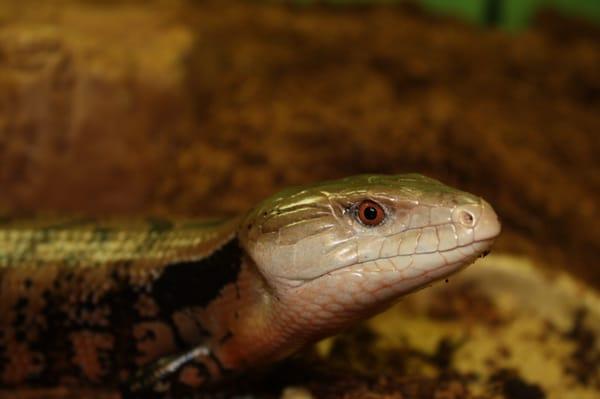 Blue tongue skink - an awesome pet reptile!