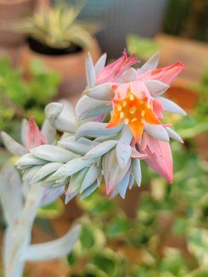 Cactus bloom