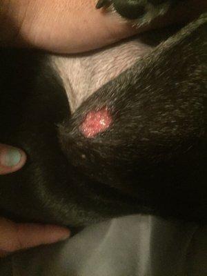 An injury my dog sustained from being boarded at Long Veterinary Clinic, that they lied/didn't inform us about.