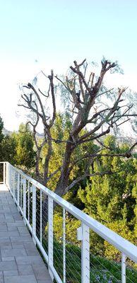 Pepper tree thinned and rounded