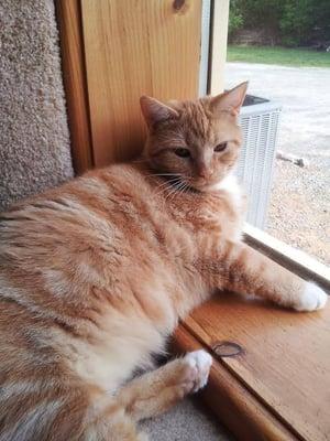 Annie watching out the window for a friendly visitor to play with!