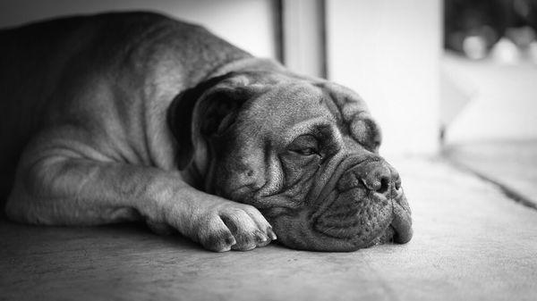 Little Beau taking another nap on the cool concrete inside the shop.