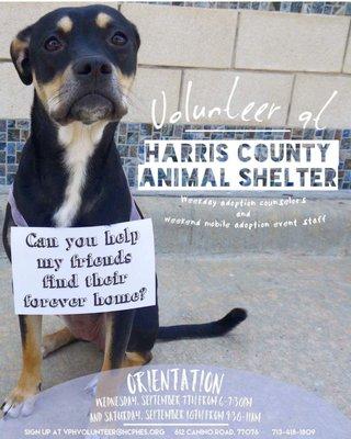 They need volunteers! Come help save lives at the shelter!