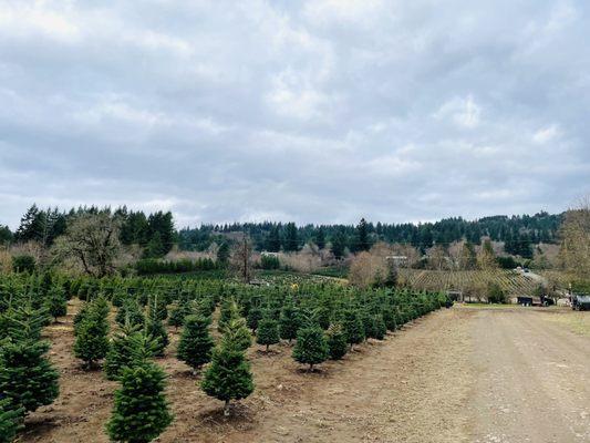 Tree farm