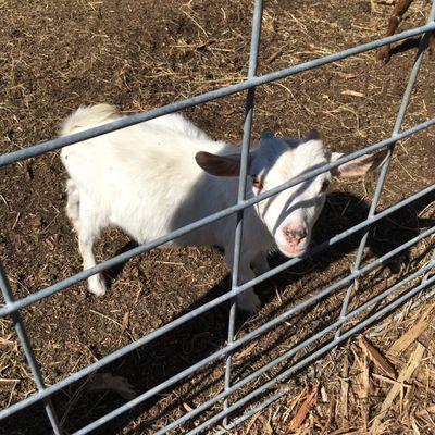 Baby goats!