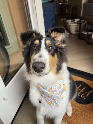 Our collie post groom!