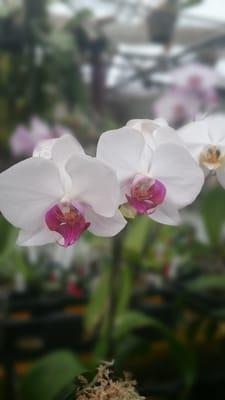 Orchids Limited