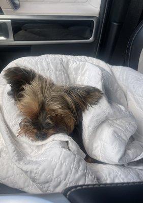 my teacup yorkie lily -  post intense seizure outside of Riser