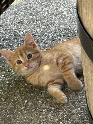 Winery kittens. They need a little more people time. Really skittish.