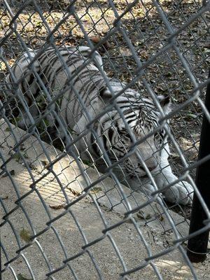 White tigers!