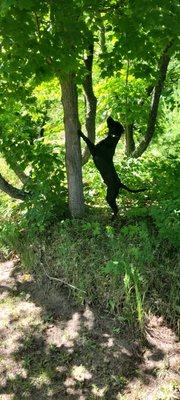 Duke on squirrel duty