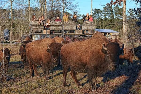 Georgia Buffalo Ranch & Trading Post