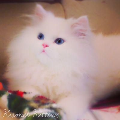 Kismet Kittens: Stunning White Doll Face with Blue Eyes.