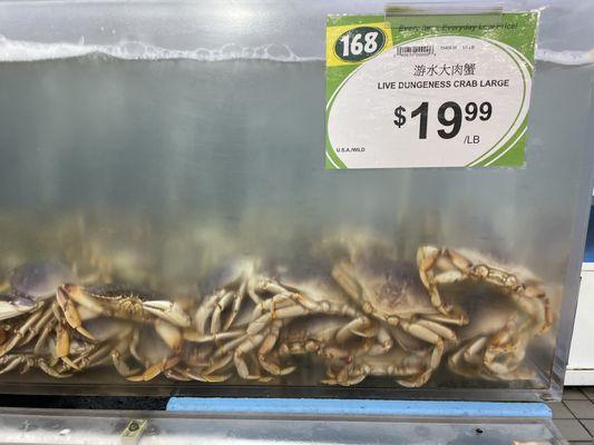 Live Dungeness Crab $19.99/ LB