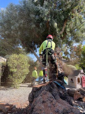 Dead pepper tree removal