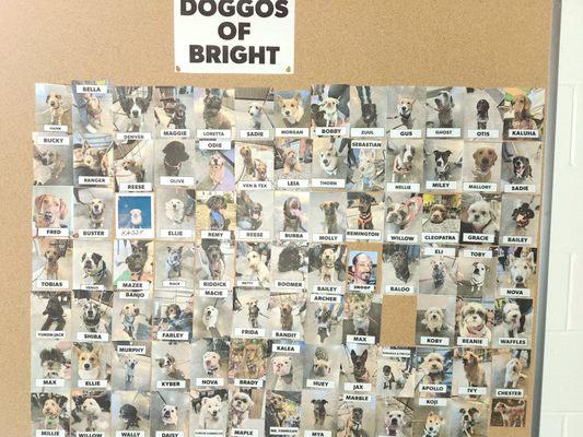 Doggo Board. Check row 4, number 9.