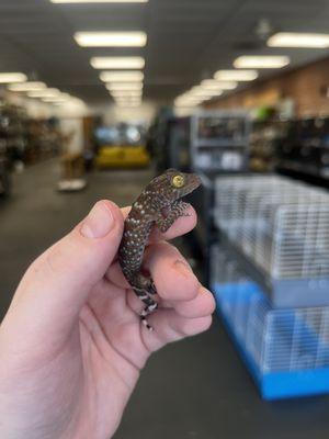 Tokay gecko baby