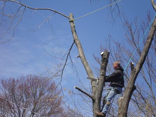 Tree Service ,Quakertown PA