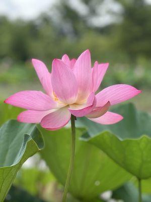 Lotus