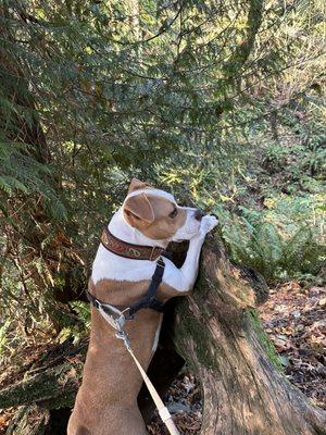 My hiking partner, Alani