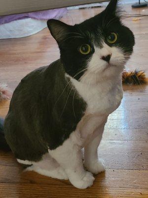 Kitty haircut!!