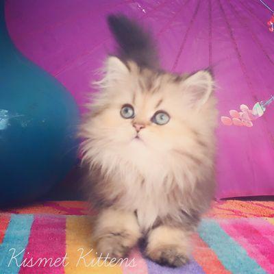 Kismet Kittens: Exquisite Golden Shaded Teacup Kitten with Green Eyes.