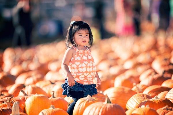 sea of pumpkins