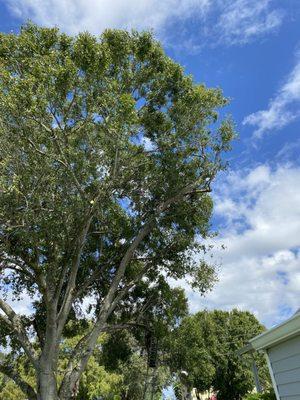 Trimming large oks trees