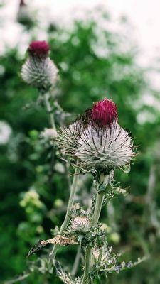 Beautiful flower