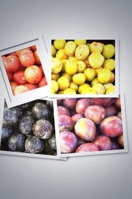 The many color of Pluots