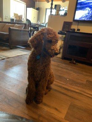 Rudy my red standard poodle puppy!!!