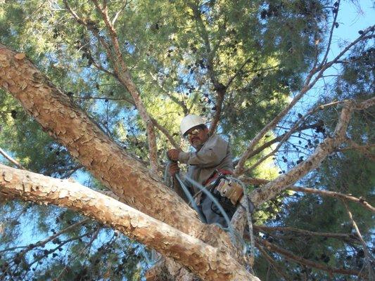 Pine Tree Trimming & Removal