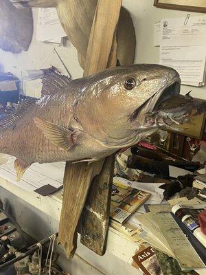 Redfish mount