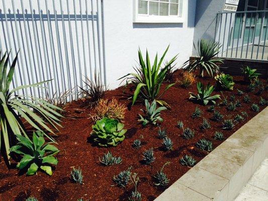 The succulent garden newly planted last year